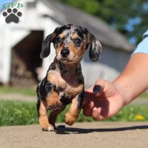 Barney, Dachshund Puppy